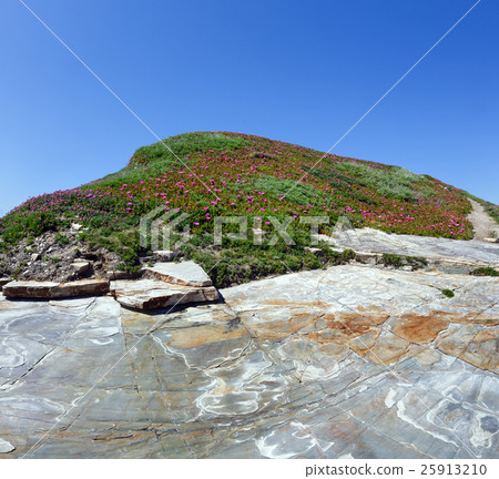 Pink flowers (Carpobrotus) on rock top. Pink flowers (Carpobrotus) on rock top. 25913210