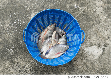 Tilapia and Nile tilapia in blue plastic bucket, 25913537