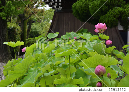 Temple Otani Shrine Oga lotus Temple Otani Shrine Oga lotus 25913552