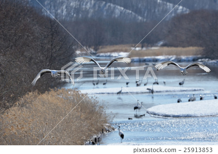 起重機的站立 起重機的站立 25913853
