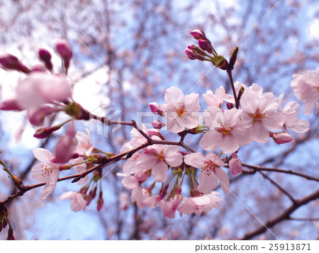 Cherry blossom 25913871