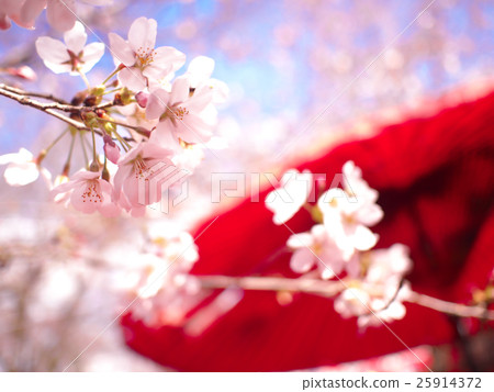 Cherry Blossoms 25914372