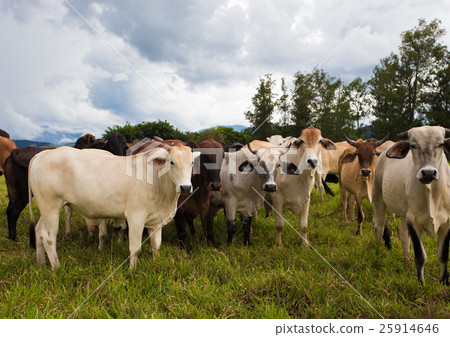 brazilian cows on a pasture 25914646