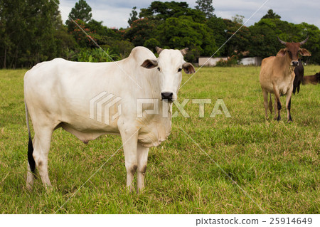 brazilian cows on a pasture 25914649