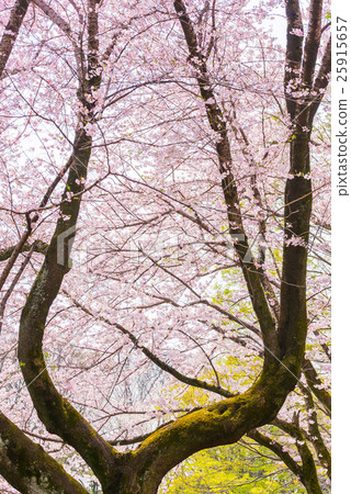 Sakura Spring in full bloom (Chiba Park Chiba Chiba prefecture) Sakura Spring in full bloom (Chiba Park Chiba Chiba prefecture) 25915657
