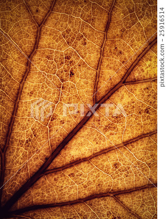 brown colored autumn leaves detail 25916514