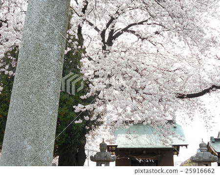 櫻花神社 櫻花神社 25916662