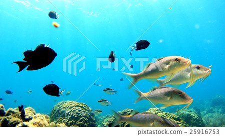 Underwater photography of Okinawa Akajima 25916753