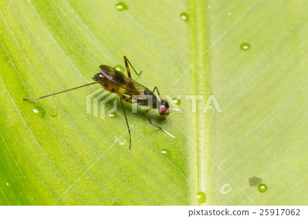 Macro small insects Macro small insects 25917062