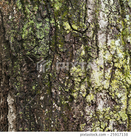 Old tree bark for natural textured background. Old tree bark for natural textured background. 25917138