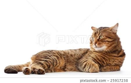striped cat isolated on white striped cat isolated on white 25917238
