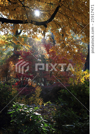 color autumn forest color autumn forest 25917471