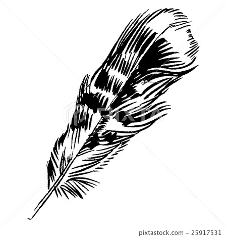 Hand-drawn vector feather, ink handpicked Hand-drawn vector feather, ink handpicked 25917531