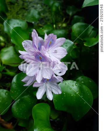 Water Hyacinth. 25920548