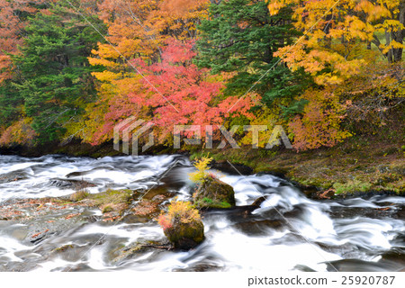 Ryuzo noodaki，流，秋天，秋葉 25920787