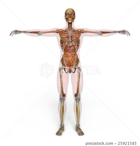男性人體模型 男性人體模型 25921585