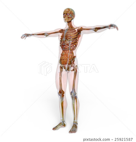 男性人體模型 男性人體模型 25921587