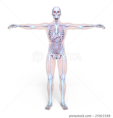 男性人體模型 男性人體模型 25921589