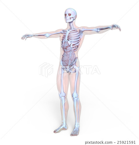 男性人體模型 男性人體模型 25921591