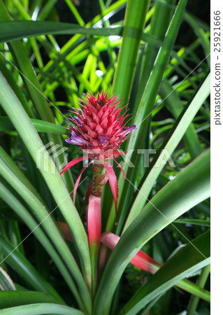 Flowering of pineapple 25921666