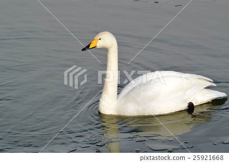 Swan 1 25921668