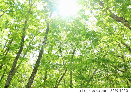 From early summer fresh green forest 25921950