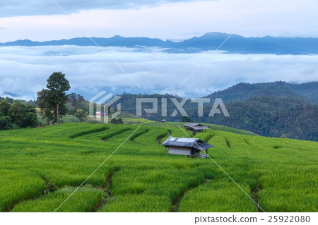 Green Terraced Rice Field in Pa Pong Pieng Green Terraced Rice Field in Pa Pong Pieng 25922080