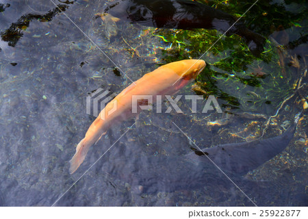 淡水魚，虹鱒魚傢伙 25922877