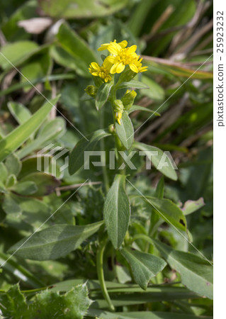 哈馬黃花 25923232