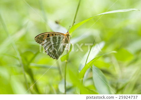 Midori Hyouton 25924737