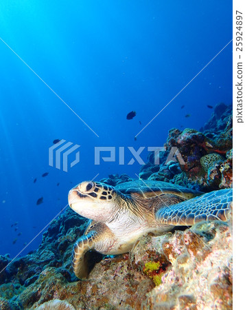 Green turtle 25924897