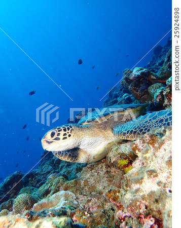 Green turtle 25924898
