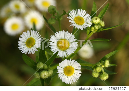 天然植物Himejoon，Haldion和外來入侵物種被選為最差的100種 25925227