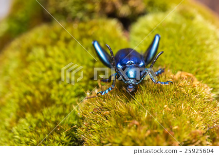 Frog Legged Leaf Beetle Frog Legged Leaf Beetle 25925604