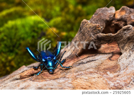 Frog Legged Leaf Beetle 25925605
