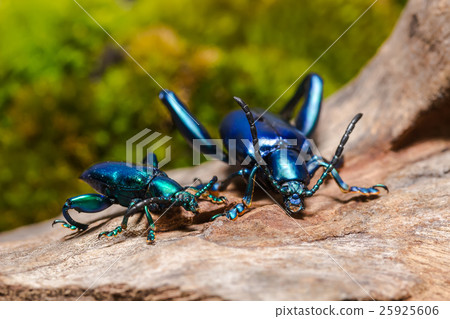 Frog Legged Leaf Beetle Frog Legged Leaf Beetle 25925606