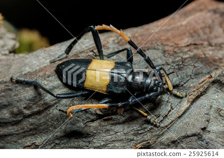Mimusop Stem Borer (Pachyteria dimidiata) Mimusop Stem Borer (Pachyteria dimidiata) 25925614