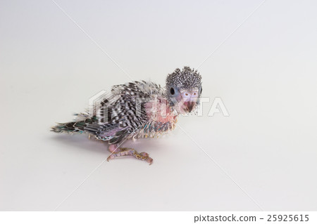 Chick Budgie, Budgarigar Bird Chick Chick Budgie, Budgarigar Bird Chick 25925615