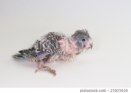 Chick Budgie, Budgarigar Bird Chick Chick Budgie, Budgarigar Bird Chick 25925616