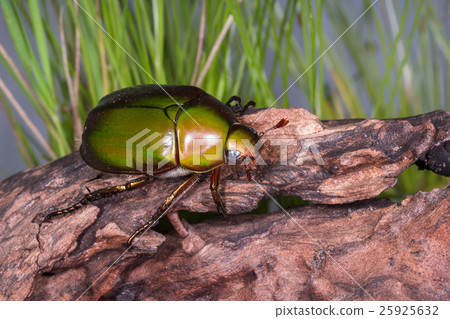 Flower Beetle (Anomala dimidiata) Flower Beetle (Anomala dimidiata) 25925632