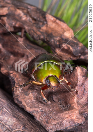Flower Beetle (Anomala dimidiata) Flower Beetle (Anomala dimidiata) 25925639
