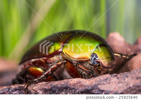 Flower Beetle (Anomala dimidiata) Flower Beetle (Anomala dimidiata) 25925640