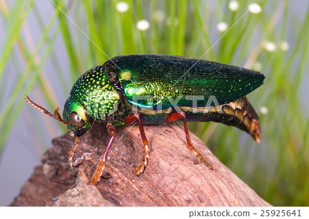 Jewel Beetle (Sternocera ruficornis), Beetle Jewel Beetle (Sternocera ruficornis), Beetle 25925641