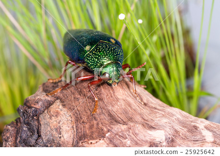 Jewel Beetle (Sternocera ruficornis), Beetle Jewel Beetle (Sternocera ruficornis), Beetle 25925642