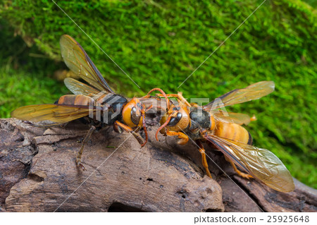 Orange Wasp, Insect Orange Wasp, Insect 25925648