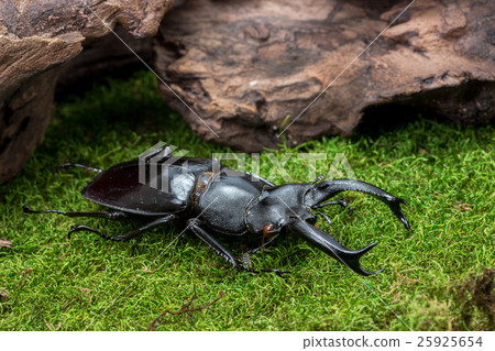 Stag Beetle (Hexarthrius nigritus) Beetle Stag Beetle (Hexarthrius nigritus) Beetle 25925654