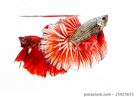 The Siamese Fighting Fish, Betta Fish The Siamese Fighting Fish, Betta Fish 25925655