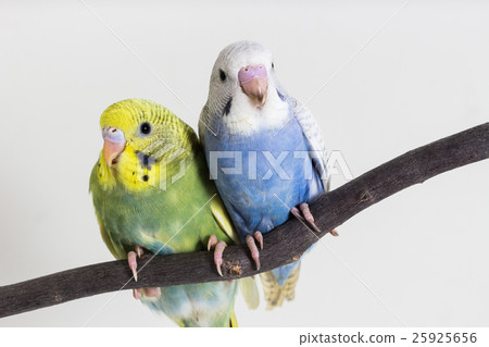 Little Cute Budgerigar, Budgie, Bird Little Cute Budgerigar, Budgie, Bird 25925656