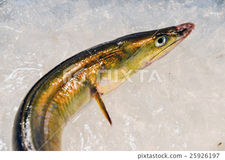 eel eel 25926197