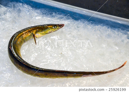 eel eel 25926199